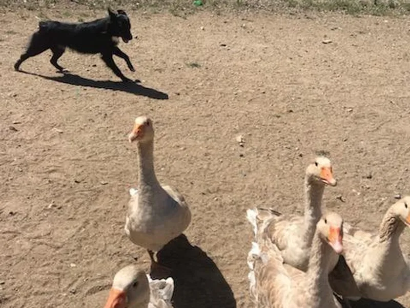 Fastlane Australian Shepherd