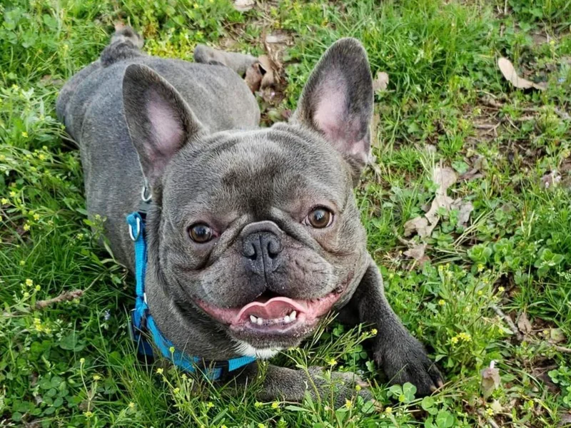 Fatbat Frenchies