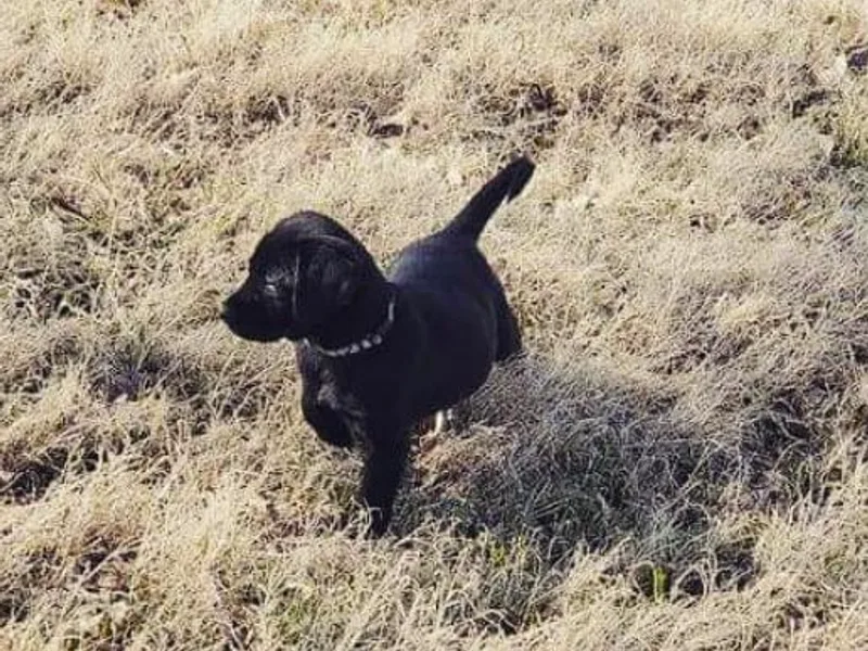 Fatcity Labradors
