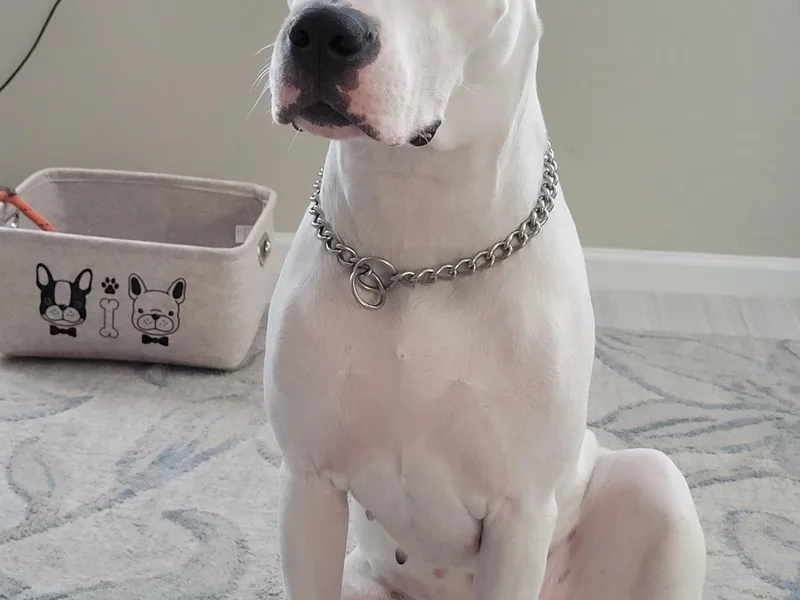 Fates Legacy Kennels photo 1