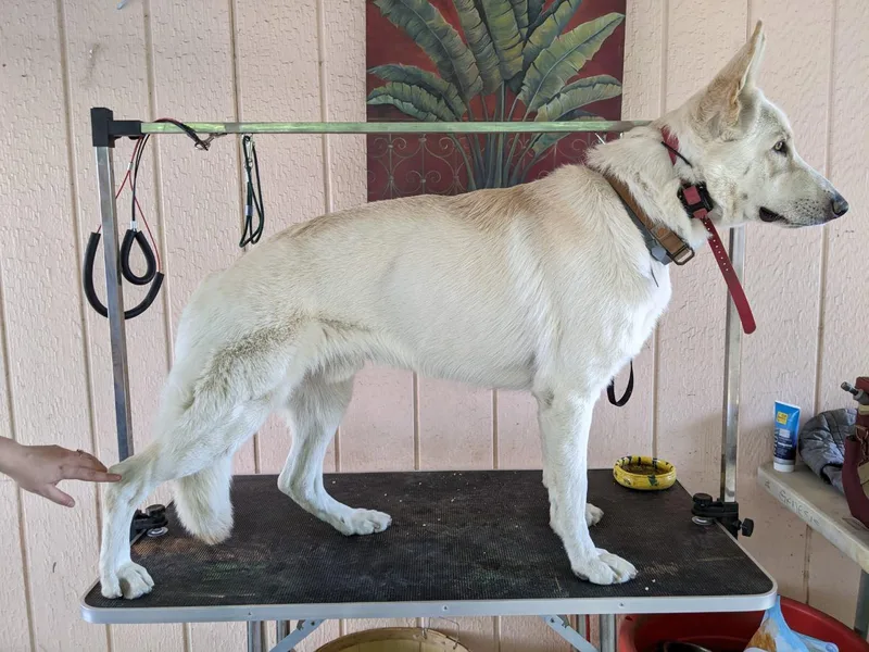 Fauna Kennel photo 1