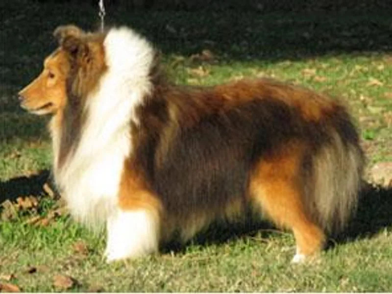 Fauna Shelties