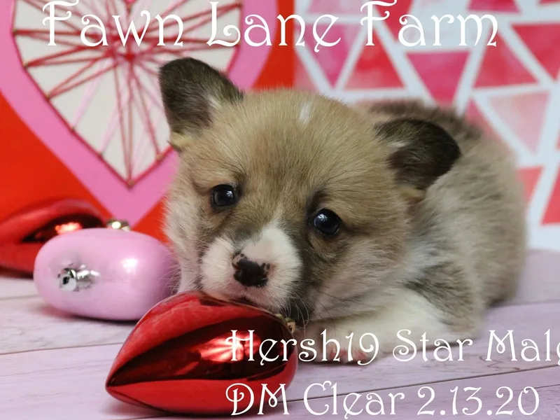Fawn Lane Farm Welsh Corgis
