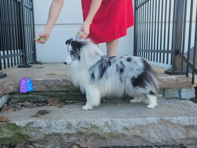 Fawn Lane Shetland Sheepdogs