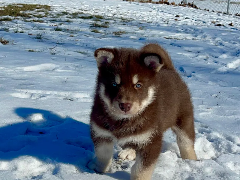 Fawn River Malamutes