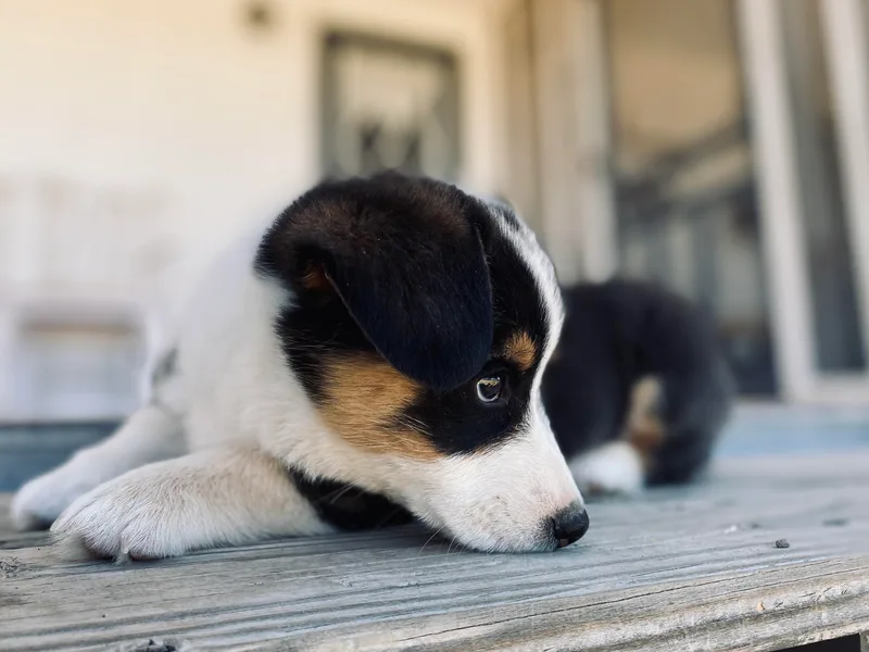 Fay River Farm Corgis