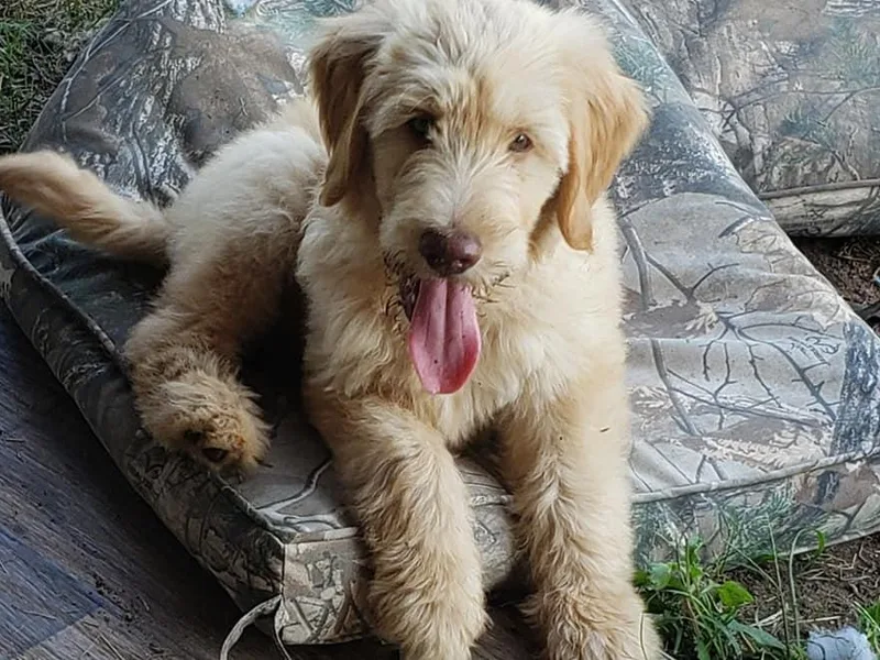 Faye Faye’s Golden Doodles