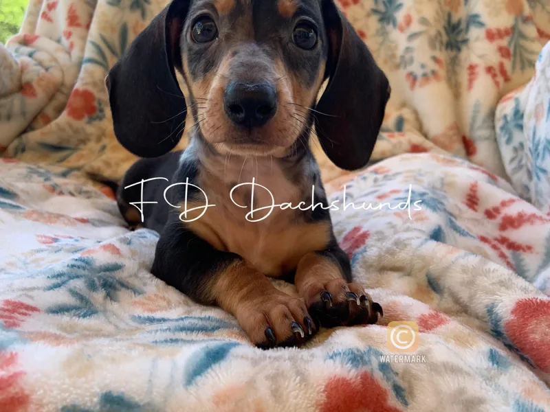 FD Dachshunds photo 1