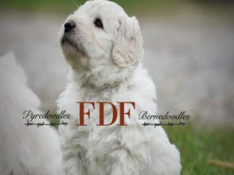 FDF Pyredoodles &amp; Bernedoodles