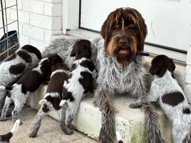 Fear the Beard Griffons