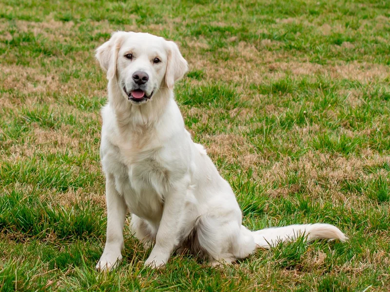 Feather Fletched English Goldens