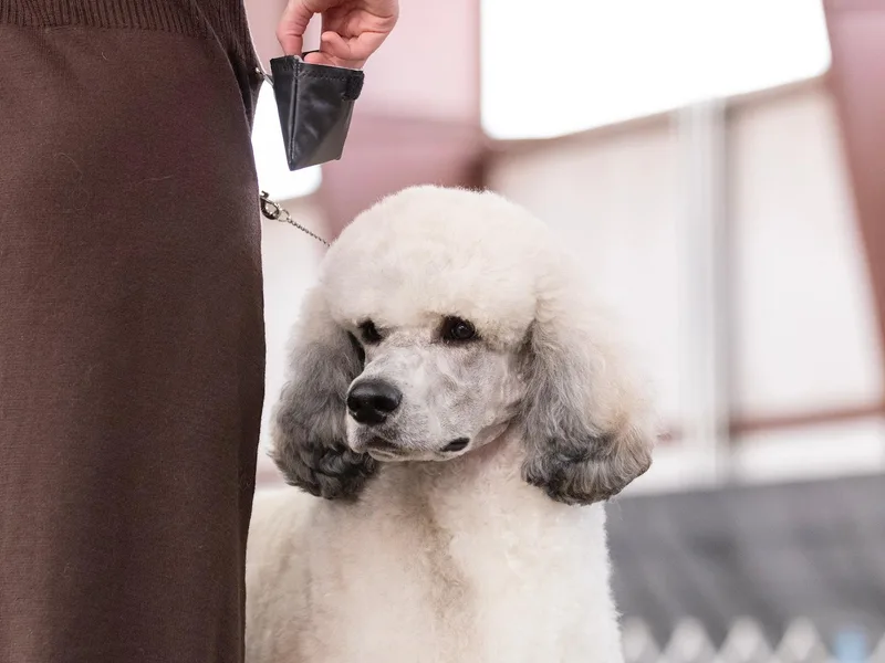 Feathers End Kennels