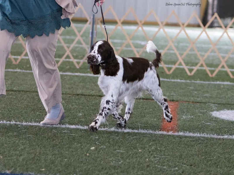 Feathers on the Wind Farm