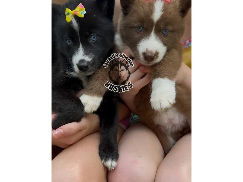 Feazell’s Siberian Huskies