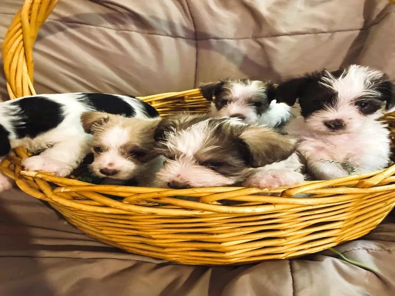 Felder’s Schnauzers