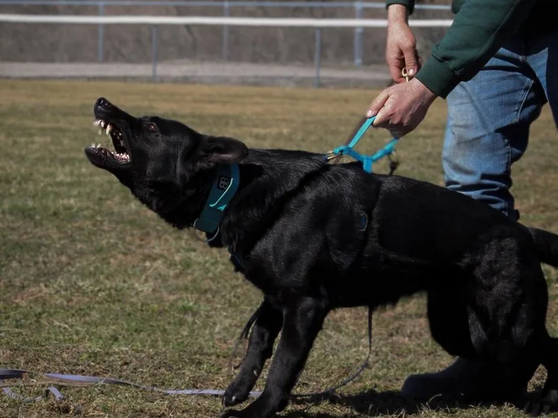 Feldwächter German Shepherds