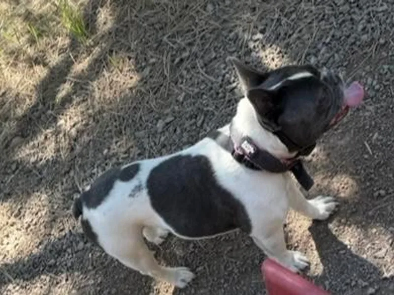 Felicia's Frenchies