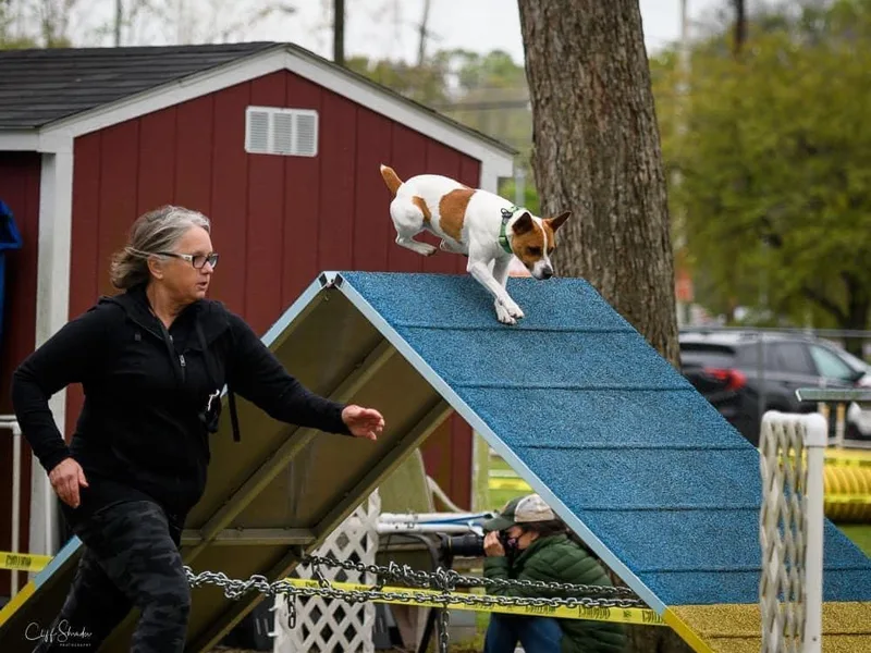 Felixville Rat Terriers