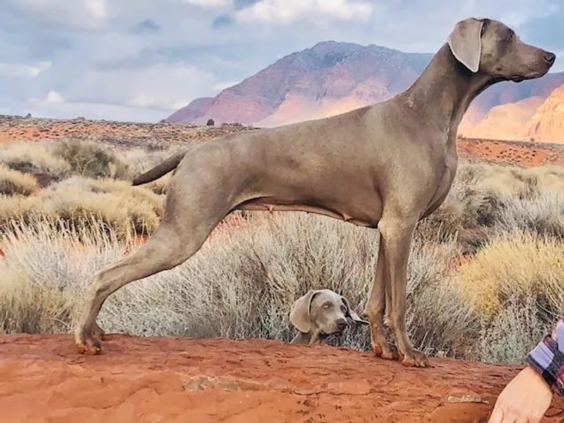 Fellowship Weimaraners