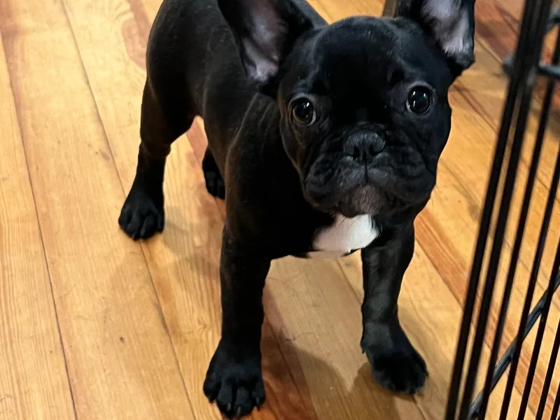 Fendi Frenchies