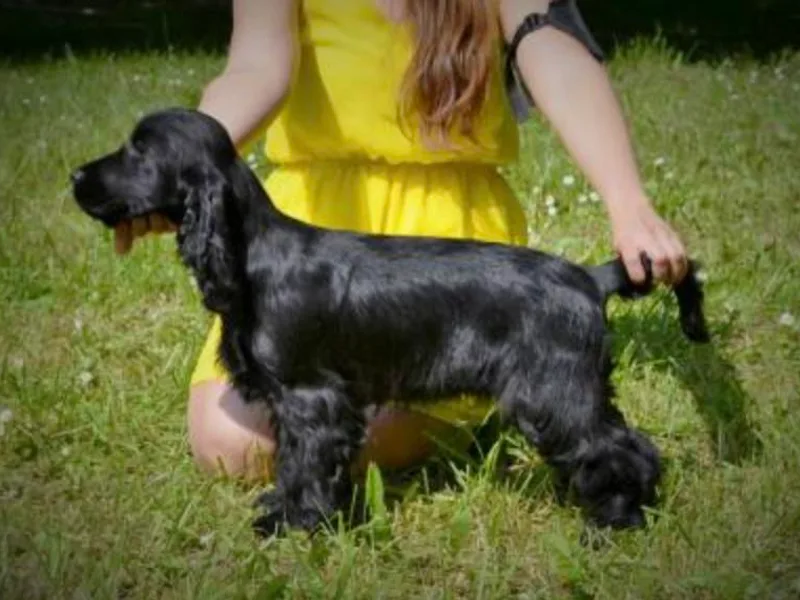 Fenelia English Cocker Spaniels