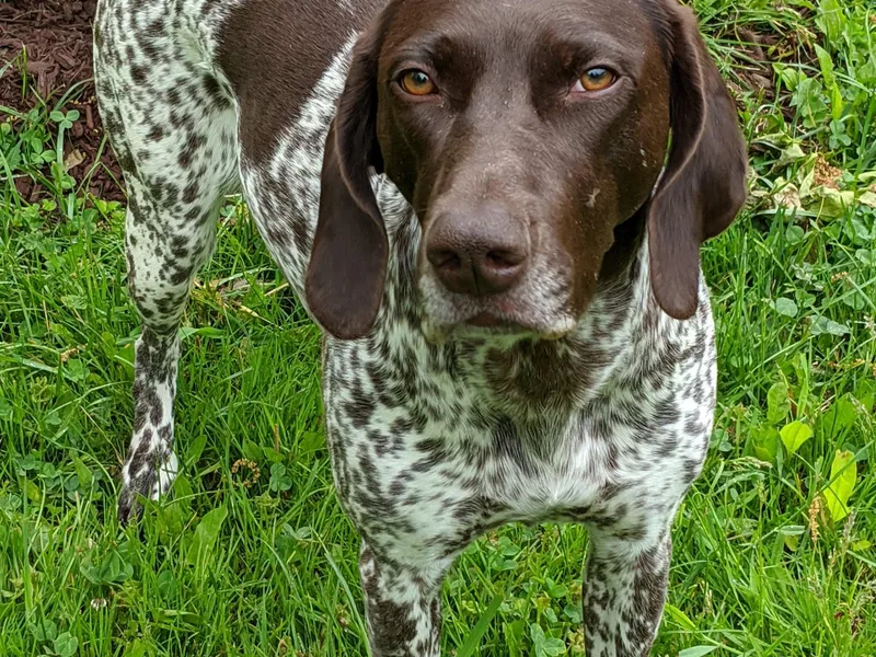 Fenton River GSP