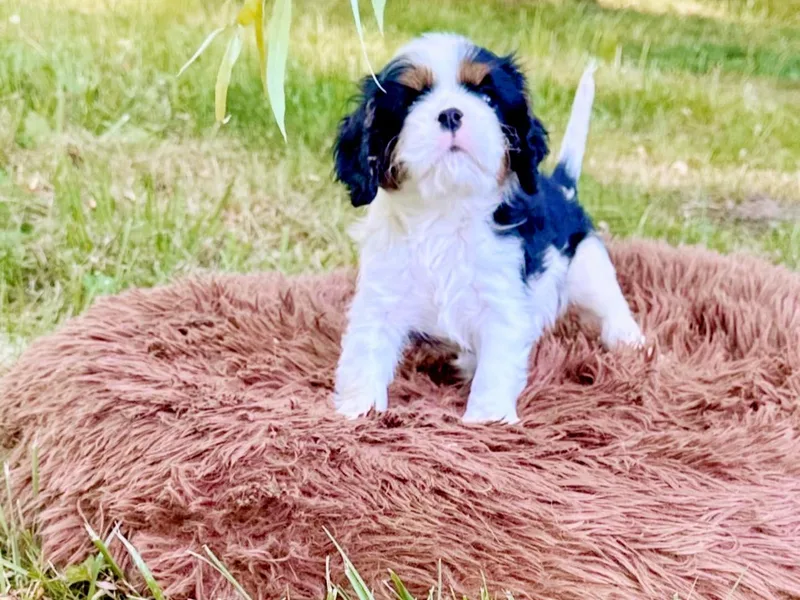 Feray Valoir cavaliers