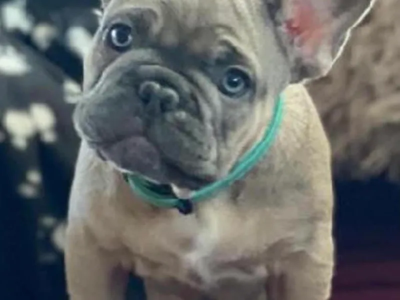 Ferdulalux Frenchies