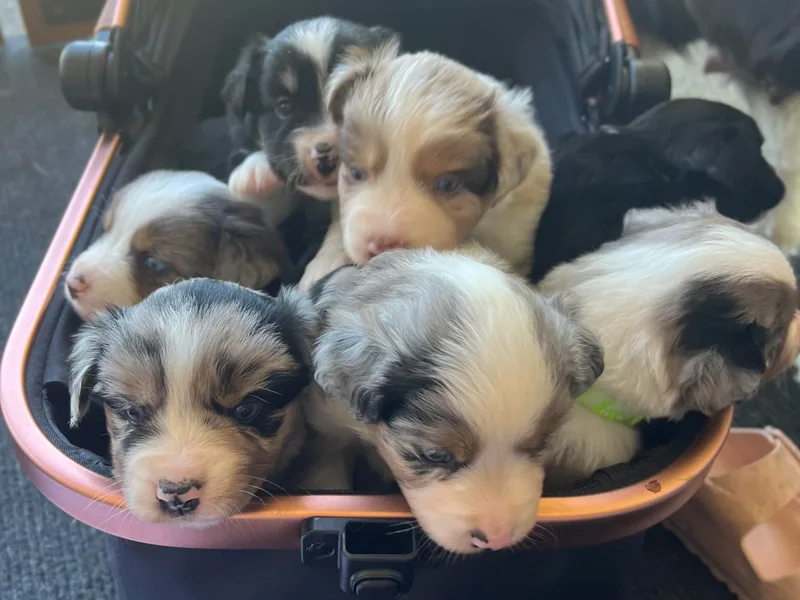 FERGI’S GEMINI MAS