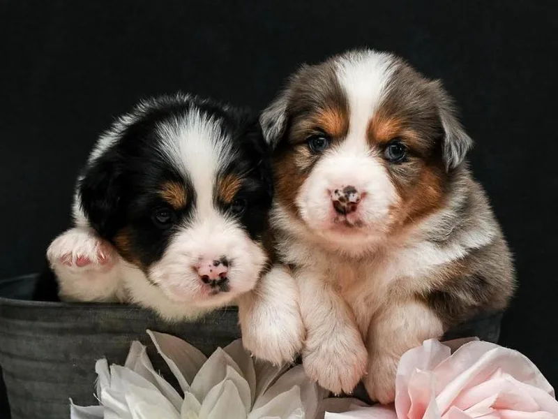 Fergie's Mini American Shepherds