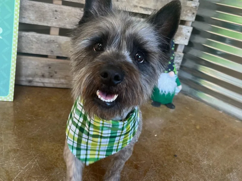 Ferguson's Cairn Terriers