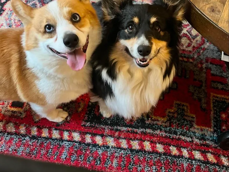 Fern Canyon Corgis