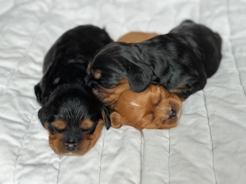 Fern Valley Cavaliers