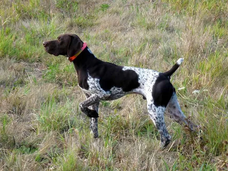 Fernando's German Shorthaired Pointers