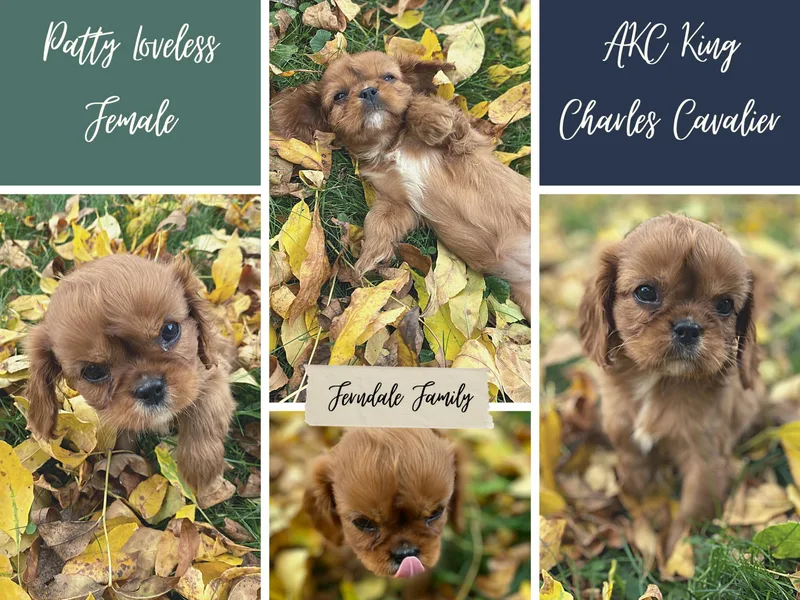 Ferndale Family Pups