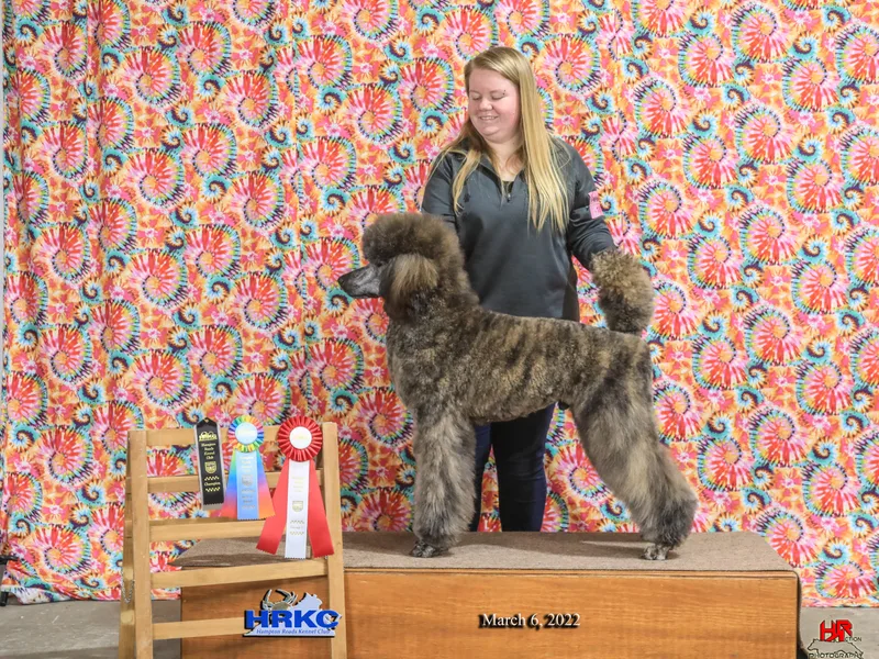 Fernweh Standard Poodles