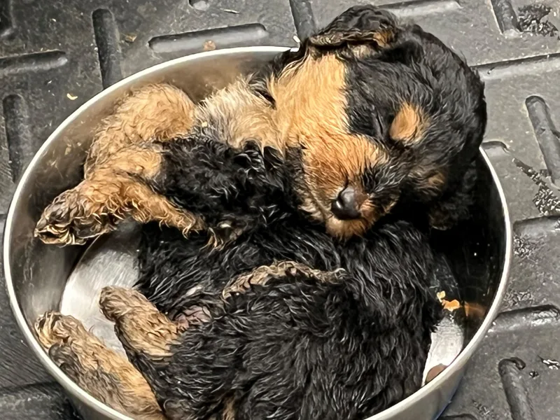 Fernwood Airedales