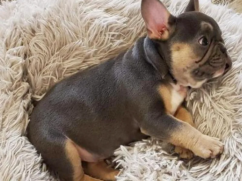 Ferrell’s Frenchies