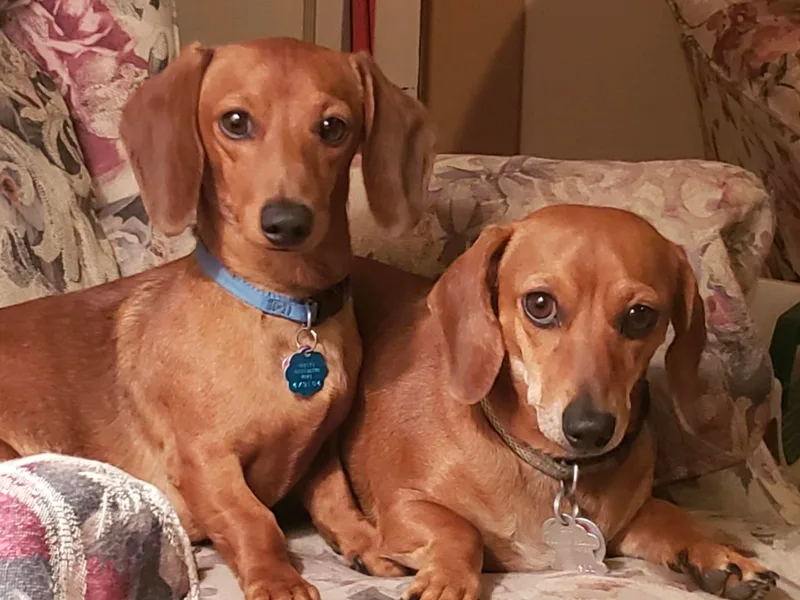 'FERRY TAIL' DACHSHUNDS photo 1