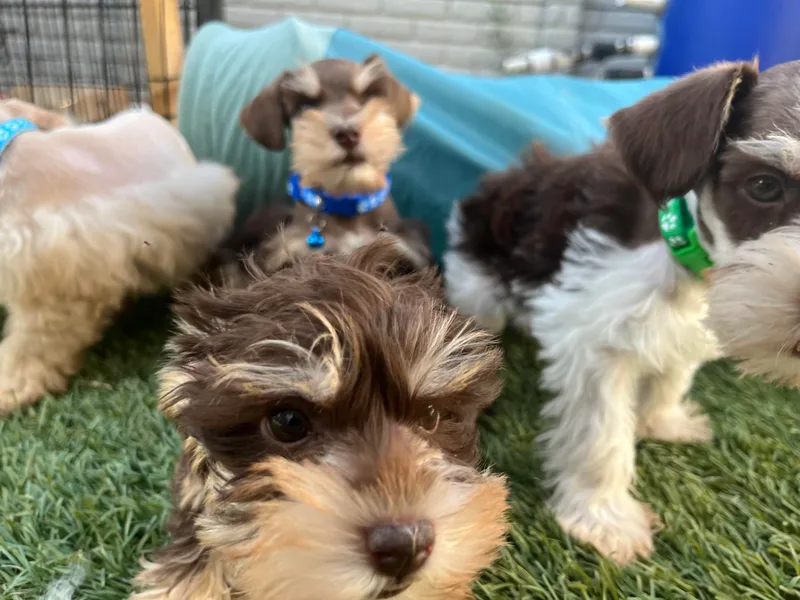 Feshia's Miniature Schnauzers