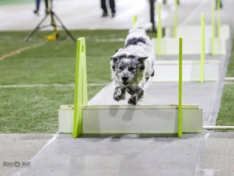 FetchApproved Border Collies