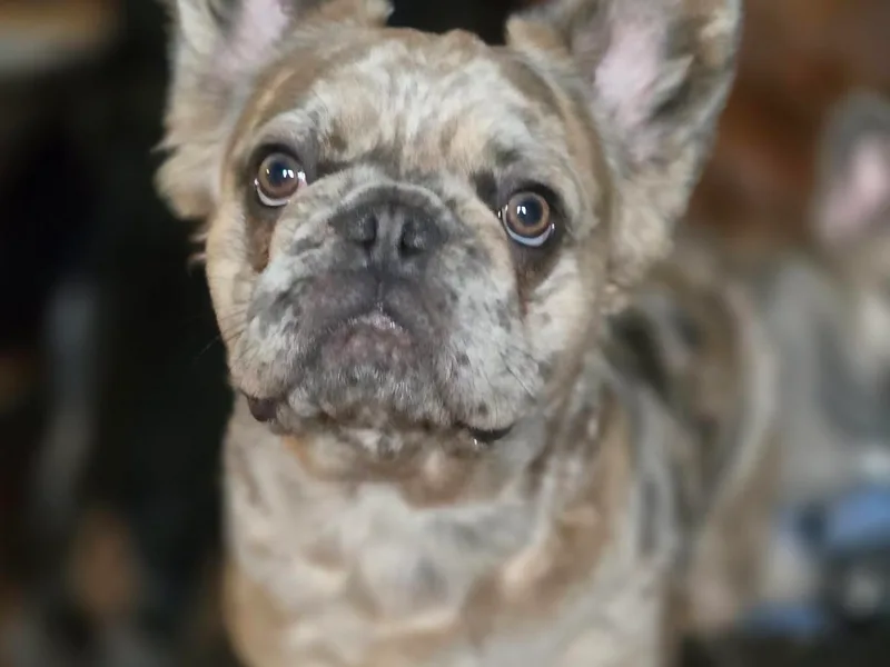 Fetching Frenchies of SWFL