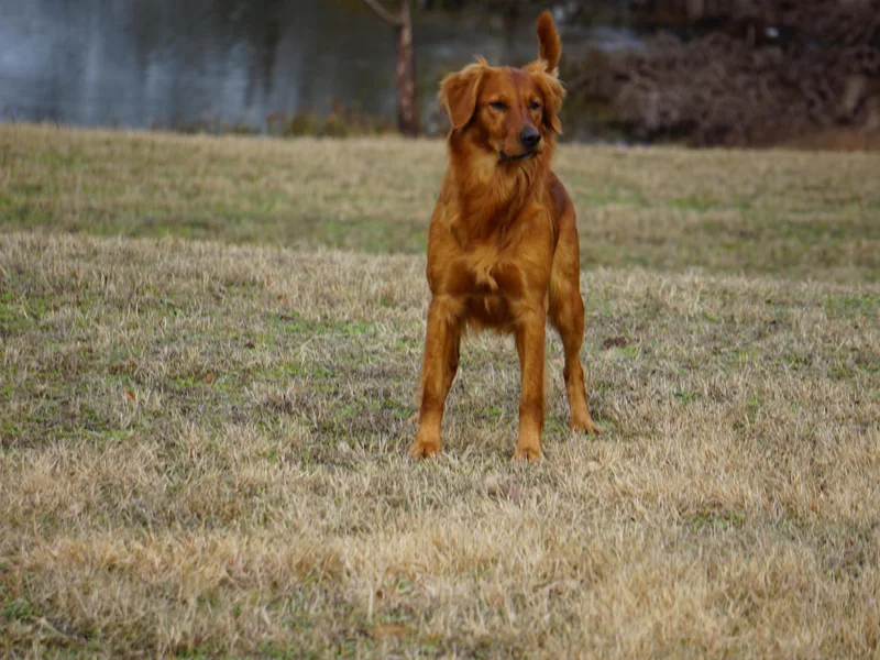 Fetching Goldens, LLC