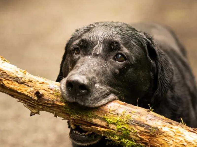 Fetching Labrador Retrievers