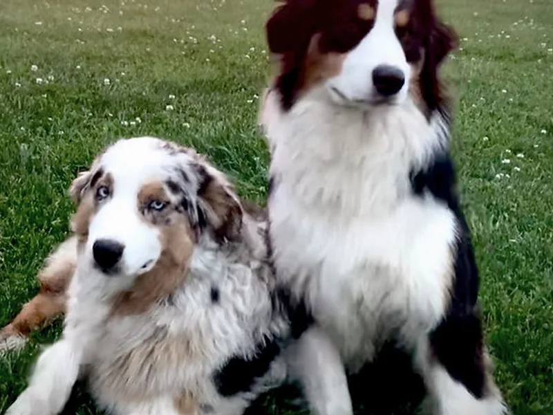 Fetchington Run Australian Shepherds