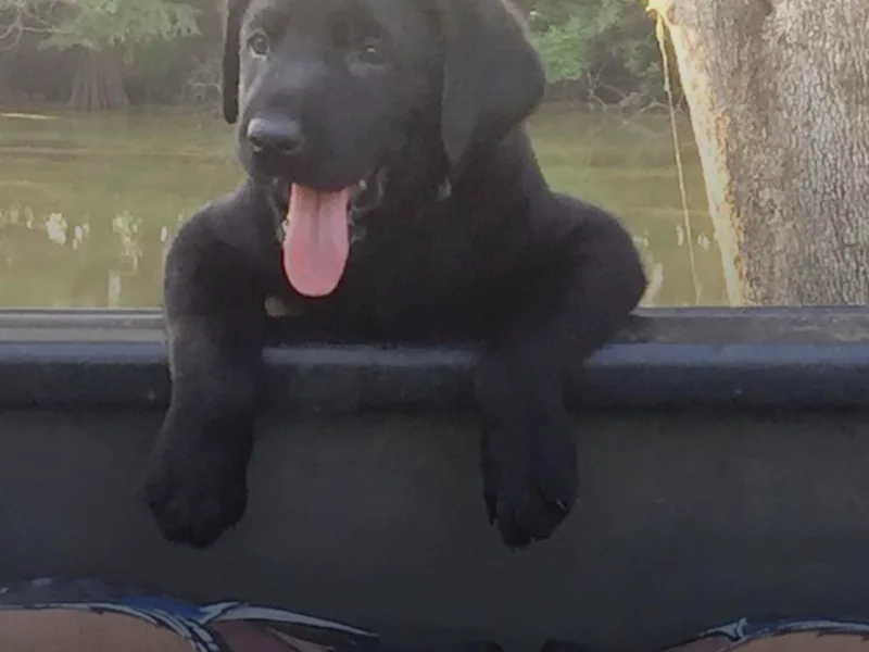Fetchmoore’s Labrador Retrievers