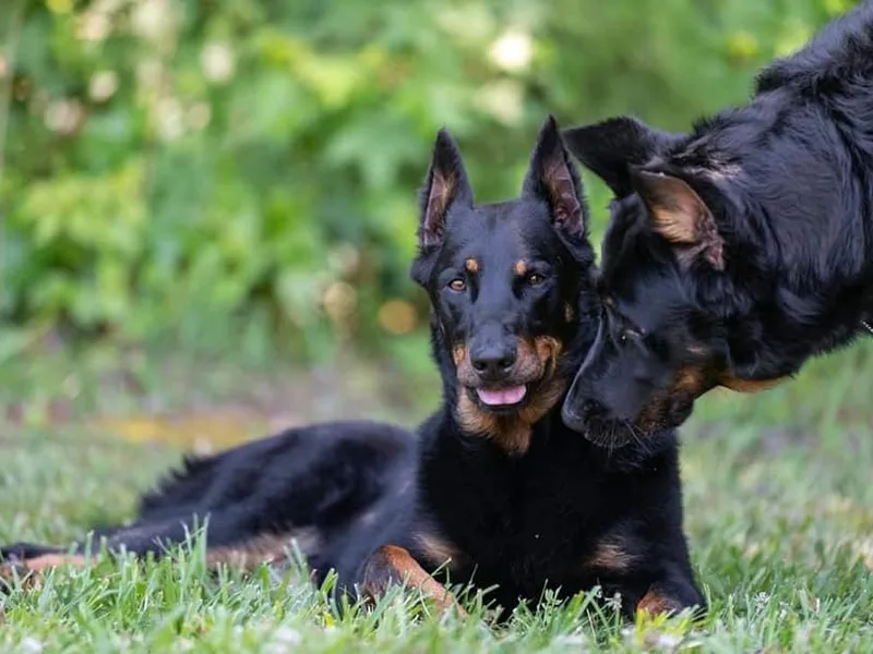 Feu Eternel Beaucerons photo 1