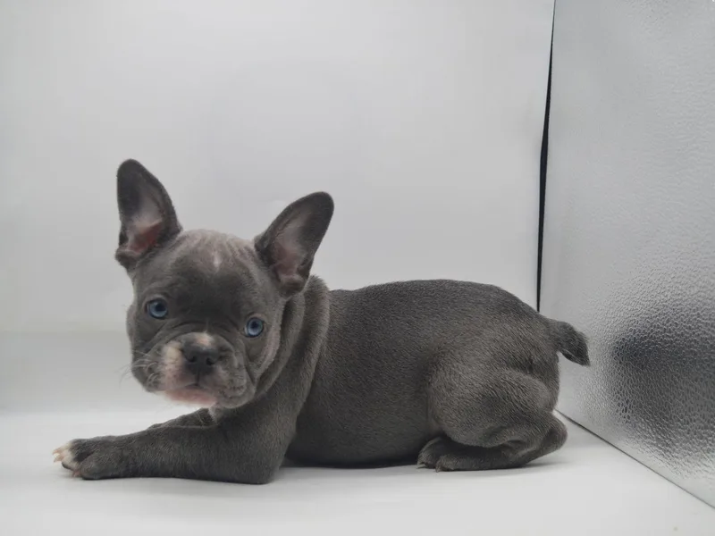 Feuer Frenchies