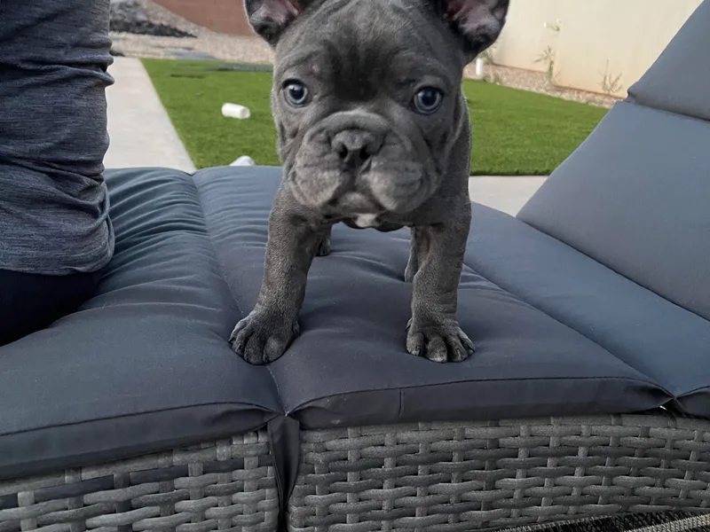 Feuerstein Frenchies