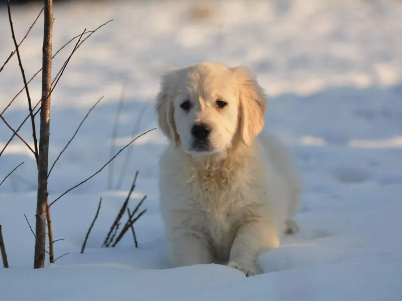 Fiddle In Gold Retrievers